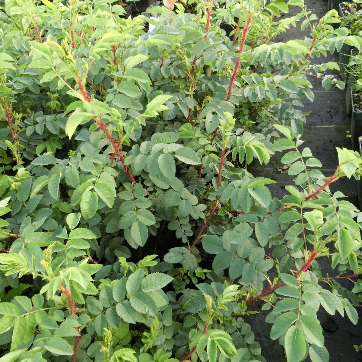 Bibernellrose  -  100 Pflanzen 40 - 60 cm hoch für 25 Meter Hecke