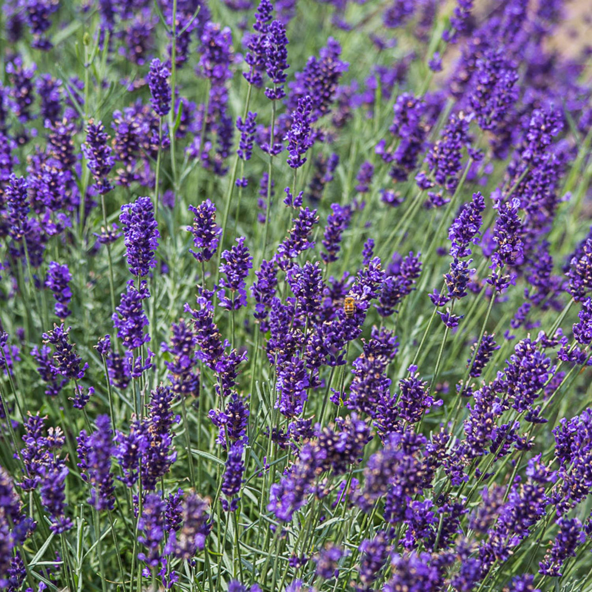 Lavendel 'Imperial Gem'