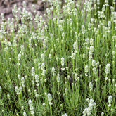 Weißer Lavendel 'White Summer'