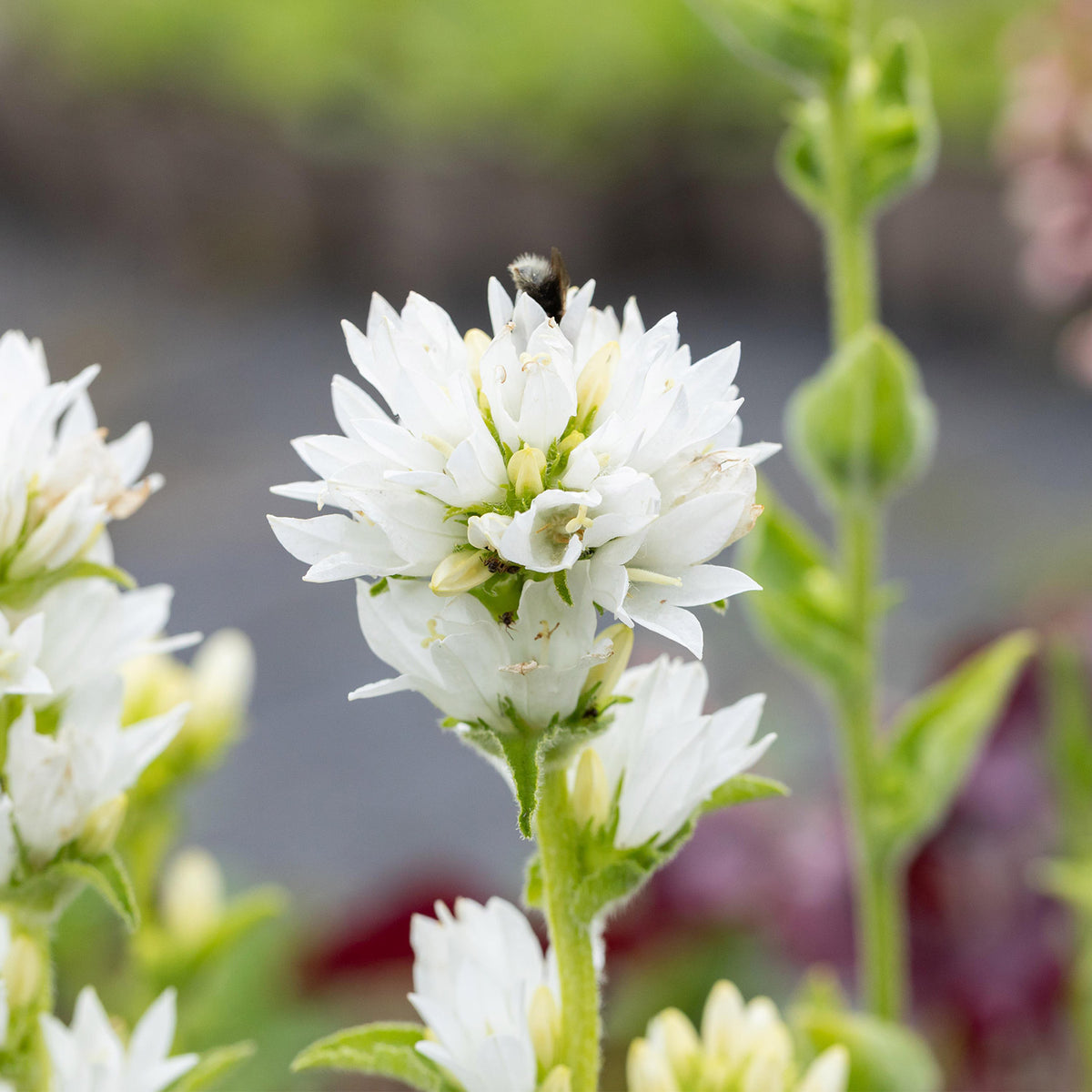 Knäuelglockenblume weiß