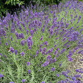 Lavendel 'Munstead'