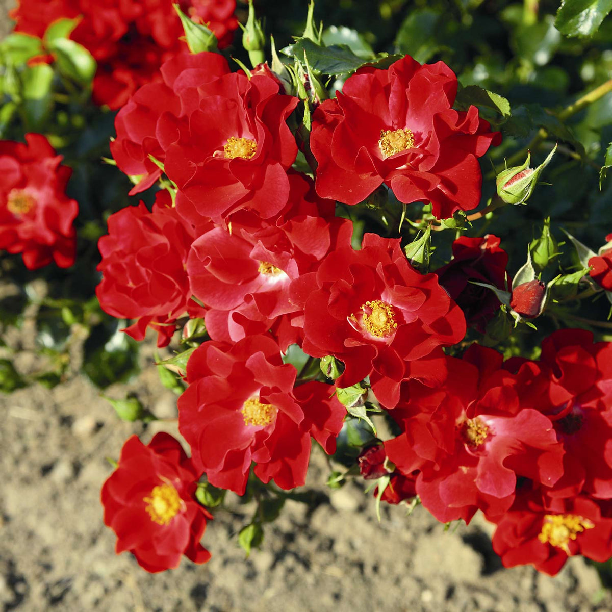 Bodendeckerrose 'Matador'