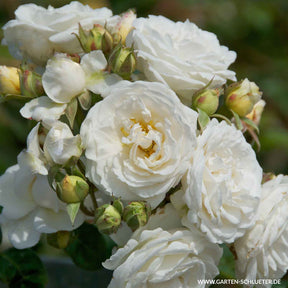 Rosa 'Perfume Dreams®'