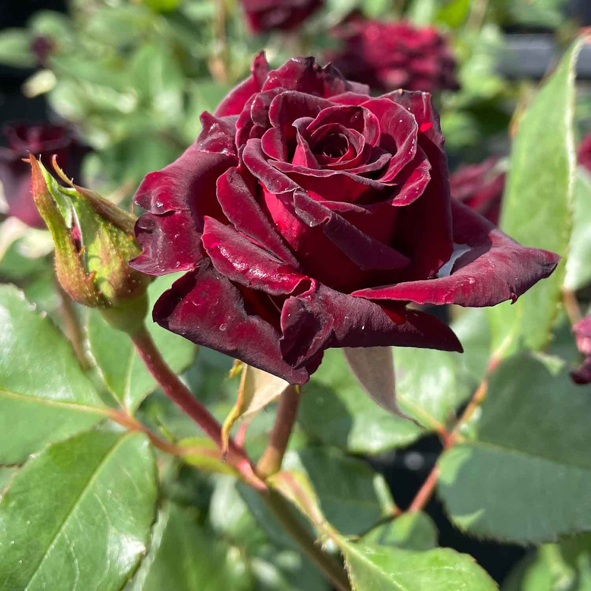 Edelrose 'Black Baccara'