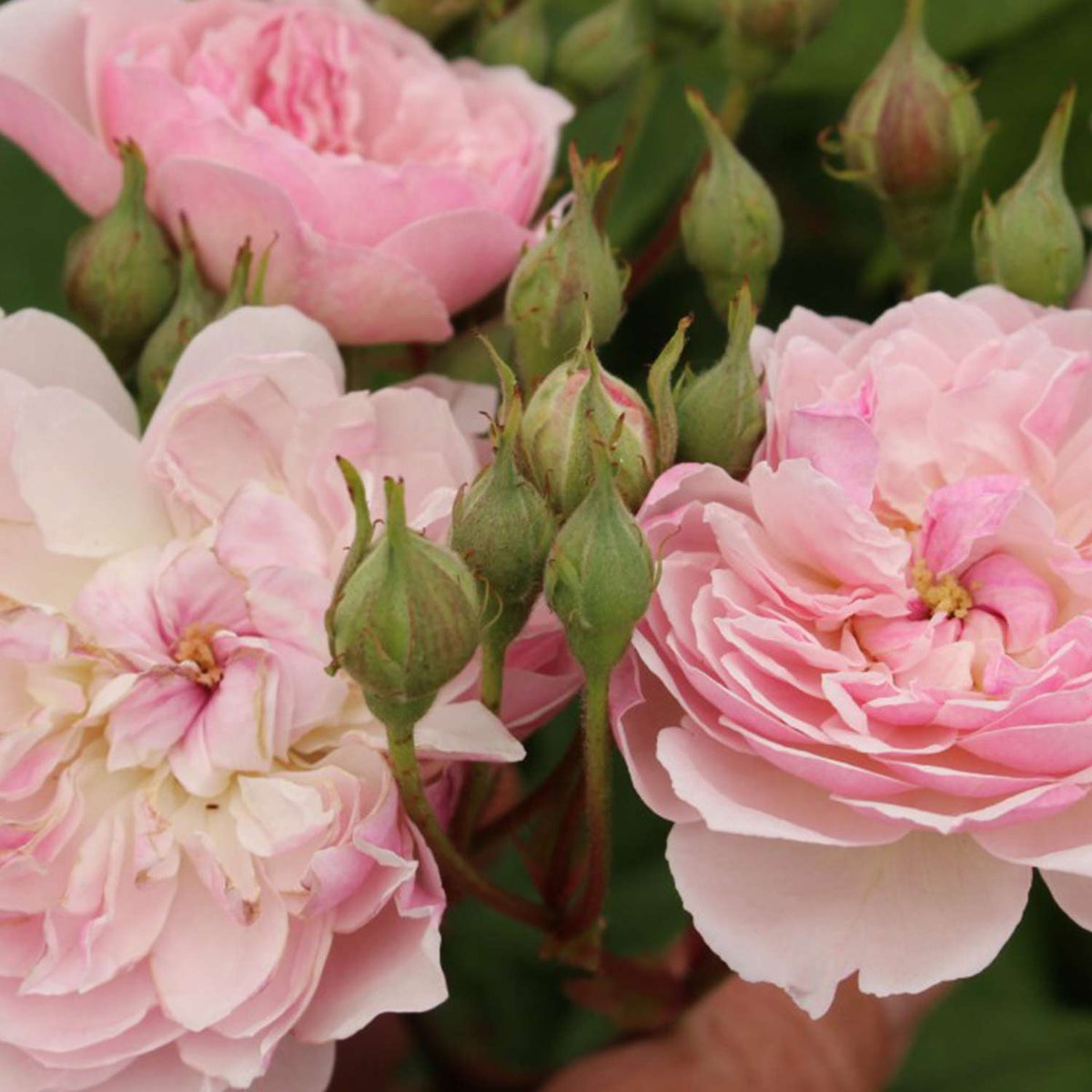 Kletterrose 'Romantic Siluetta®'