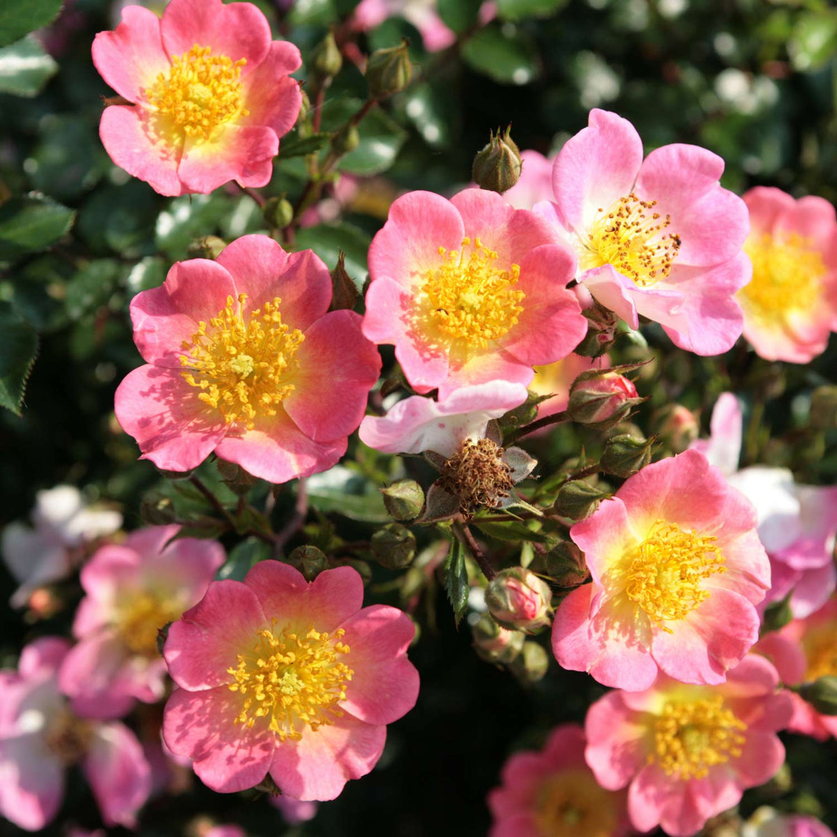 Bodendeckerrose 'Topolina®' - ADR-Rose