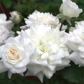 Bodendeckerrose 'The Fairy White' / 'Sea Foam'