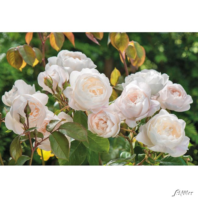 David-Austin-Strauchrose 'Desdemona'