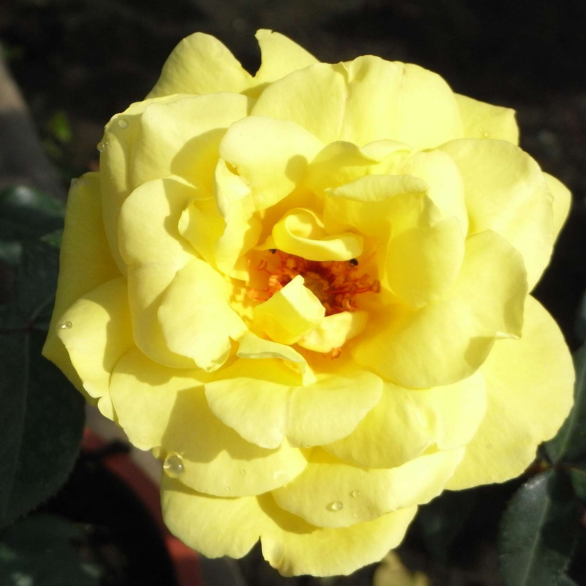 Kletterrose 'Golden Showers®'