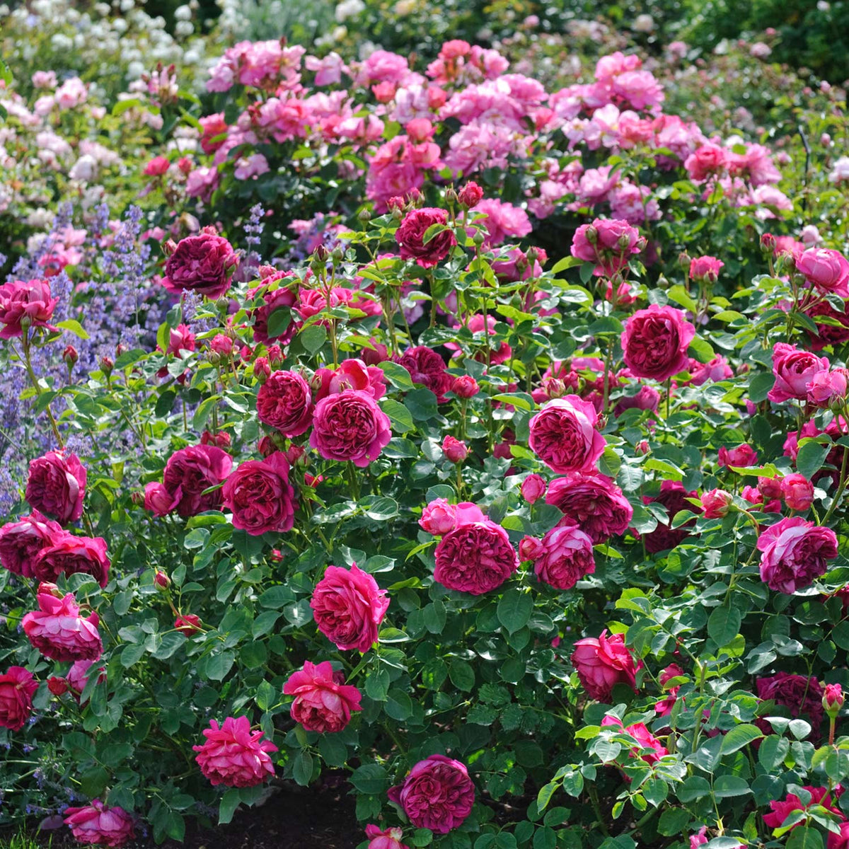 David Austin-Rose 'Lady of Megginch®'