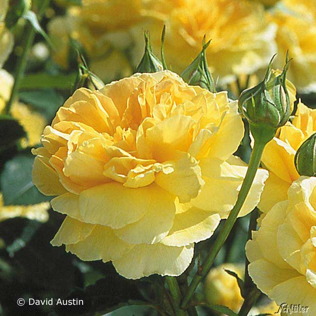 David Austin-Rose 'Molineux®' - AGM-Rose