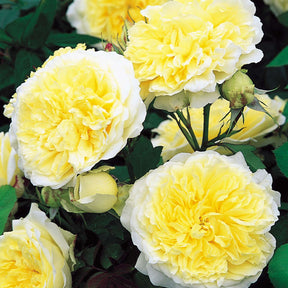 David Austin-Kletterrose 'The Pilgrim®' - AGM-Rose