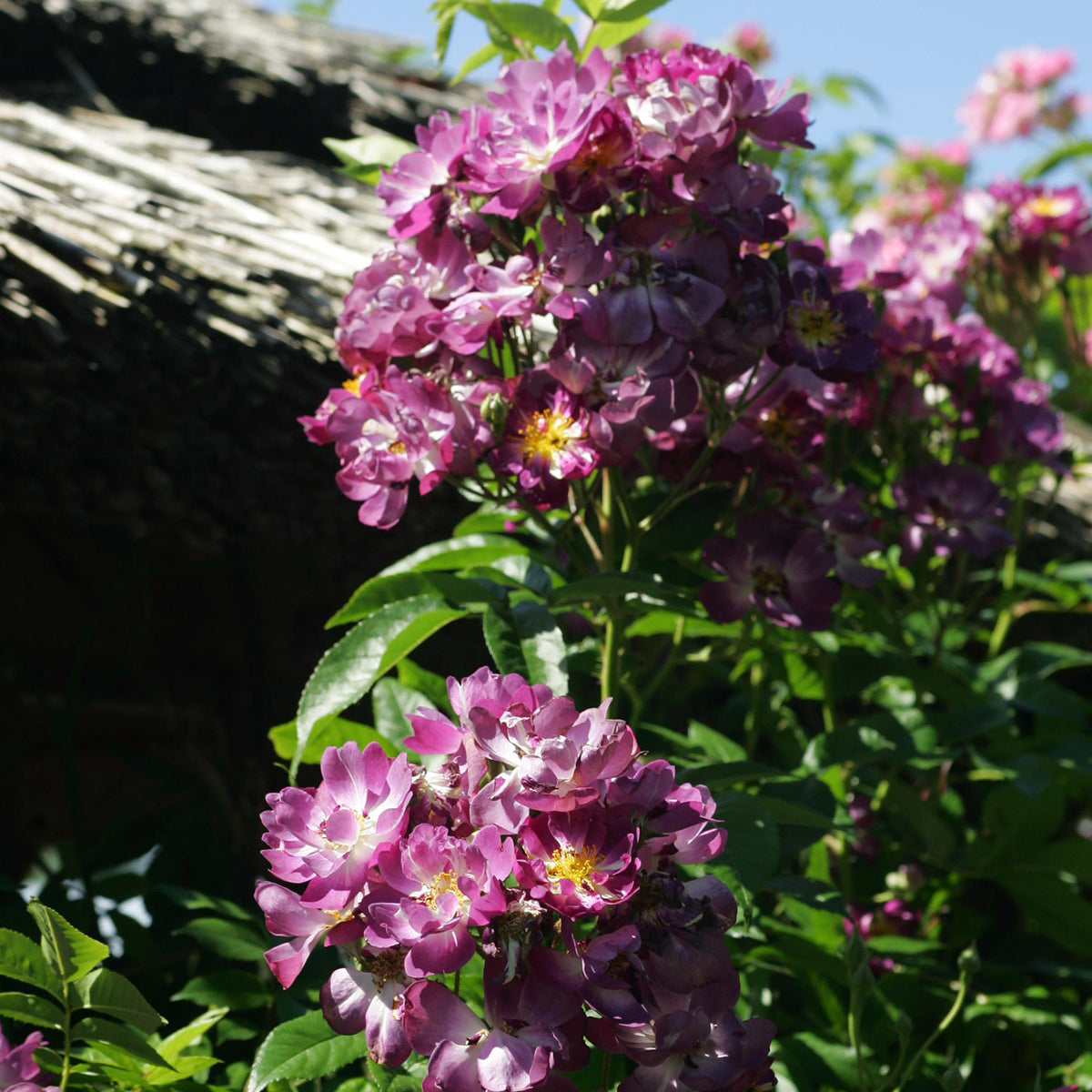 Ramblerrose 'Veilchenblau®'