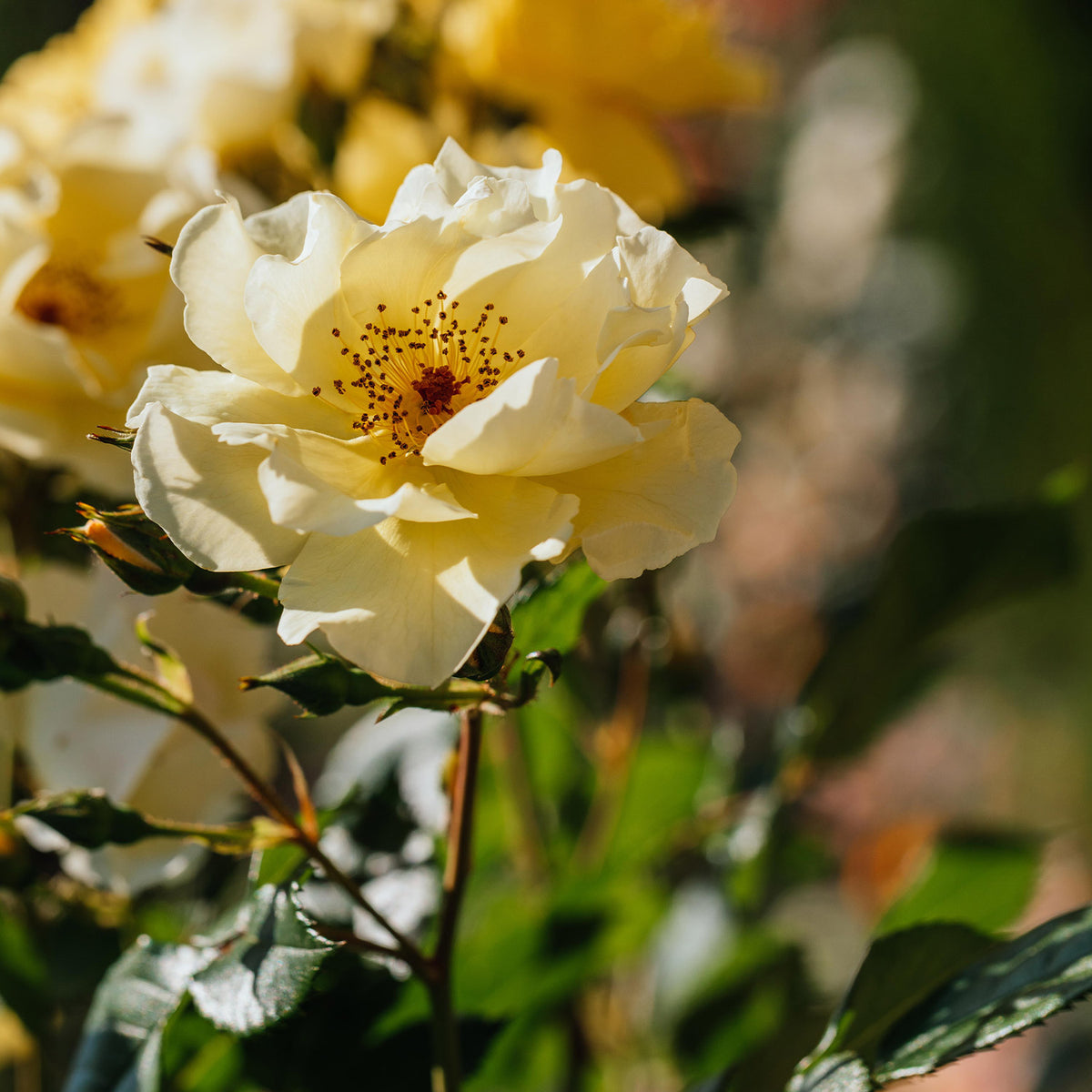 Strauchrose 'Frühlingsgold'