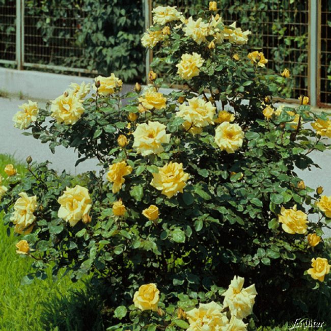 Strauchrose 'Frühlingsgold'