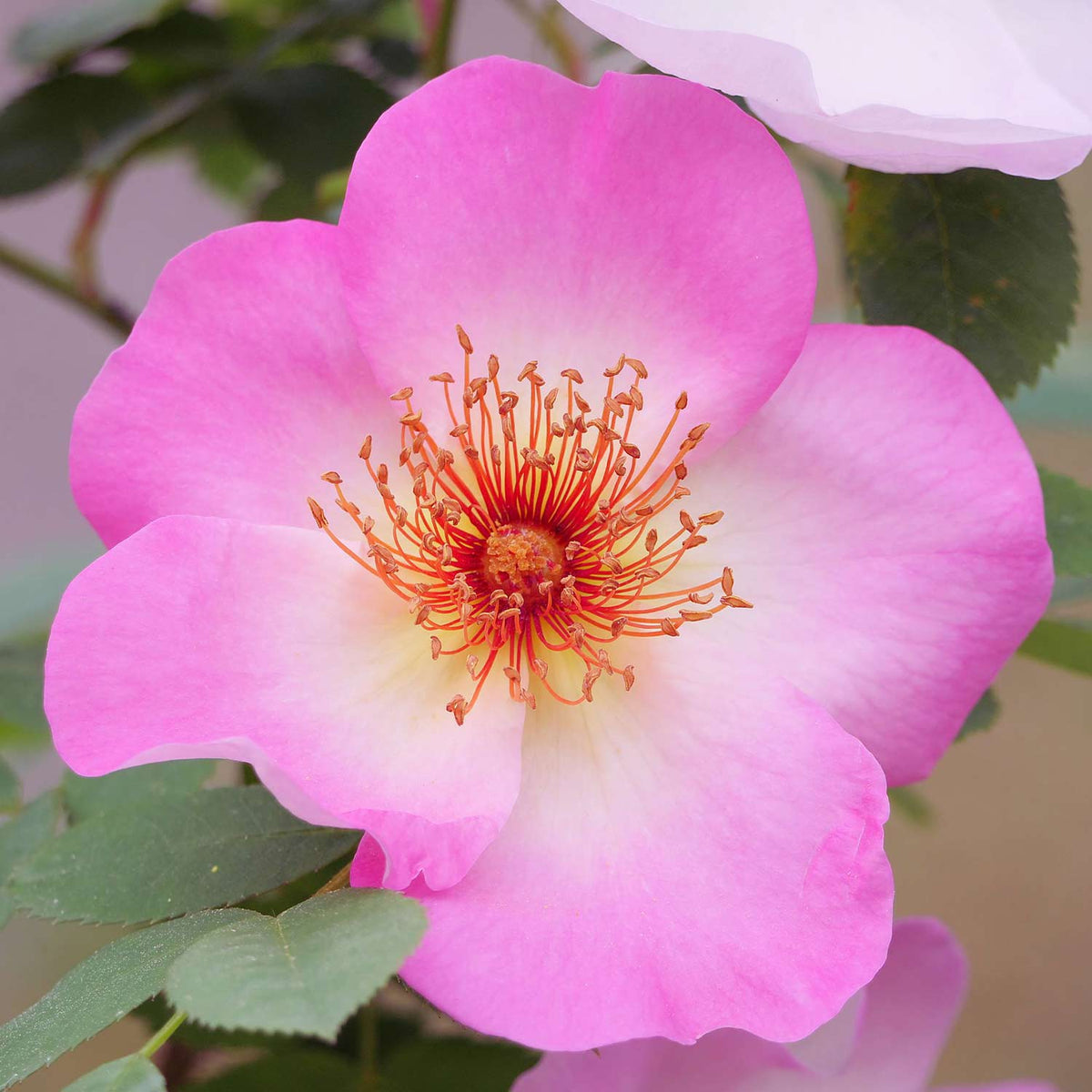 Rosa Canina,  Hundsrose