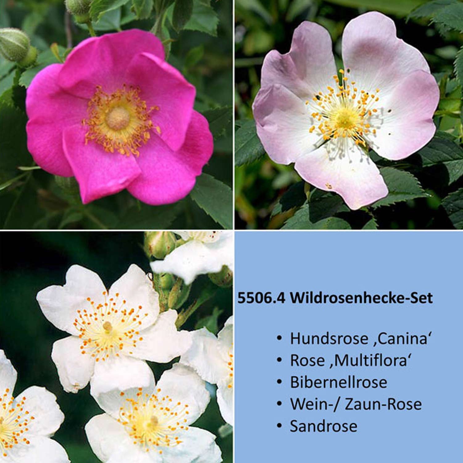 Wildrosenhecke-SET