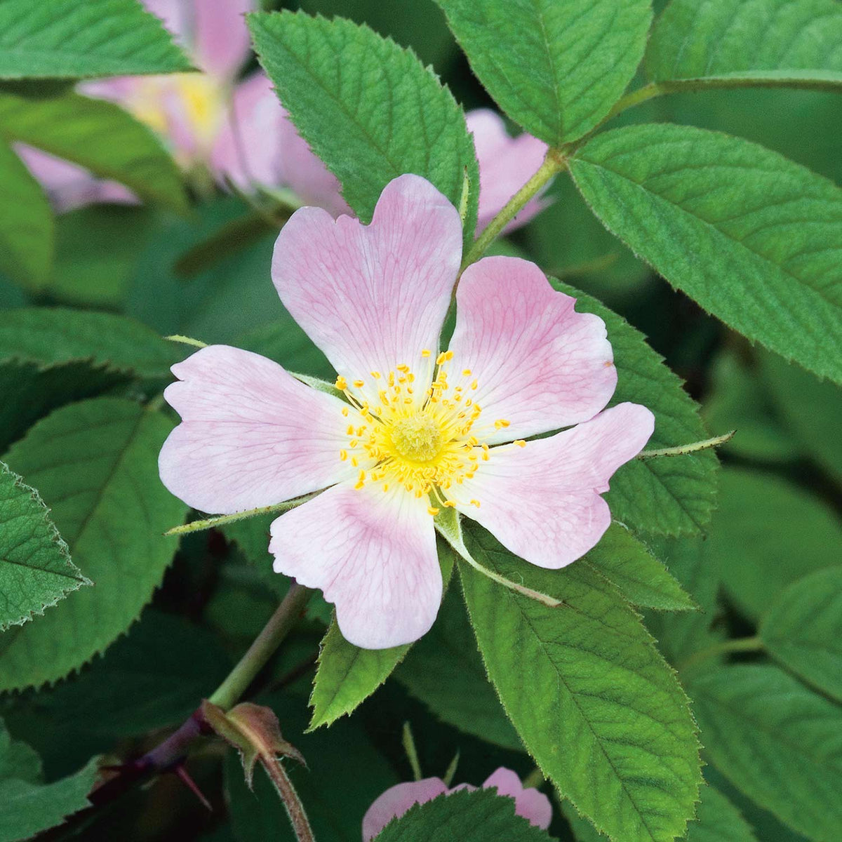 Weichblättrige Rose