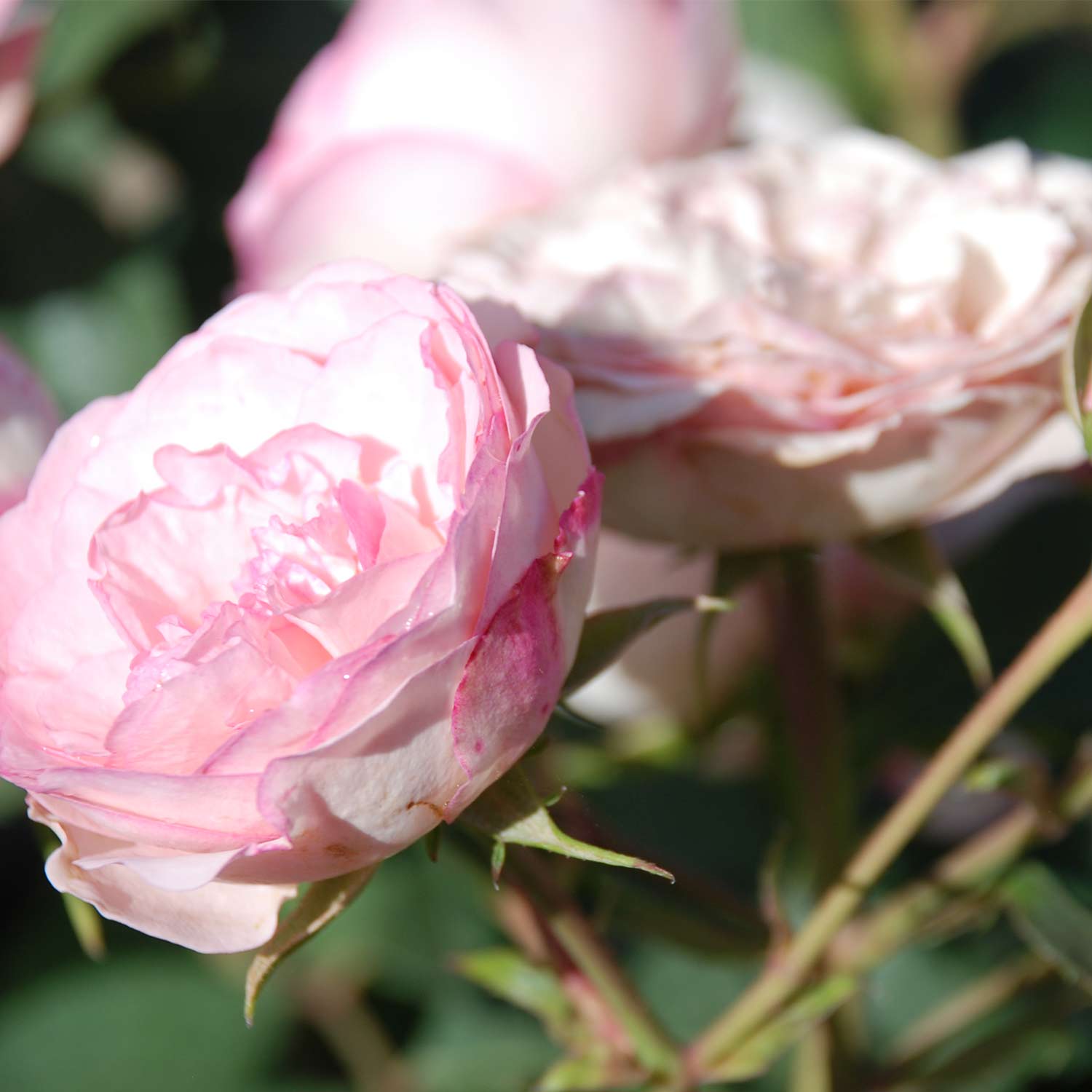 Kletterrose 'Mini Eden Rose®'