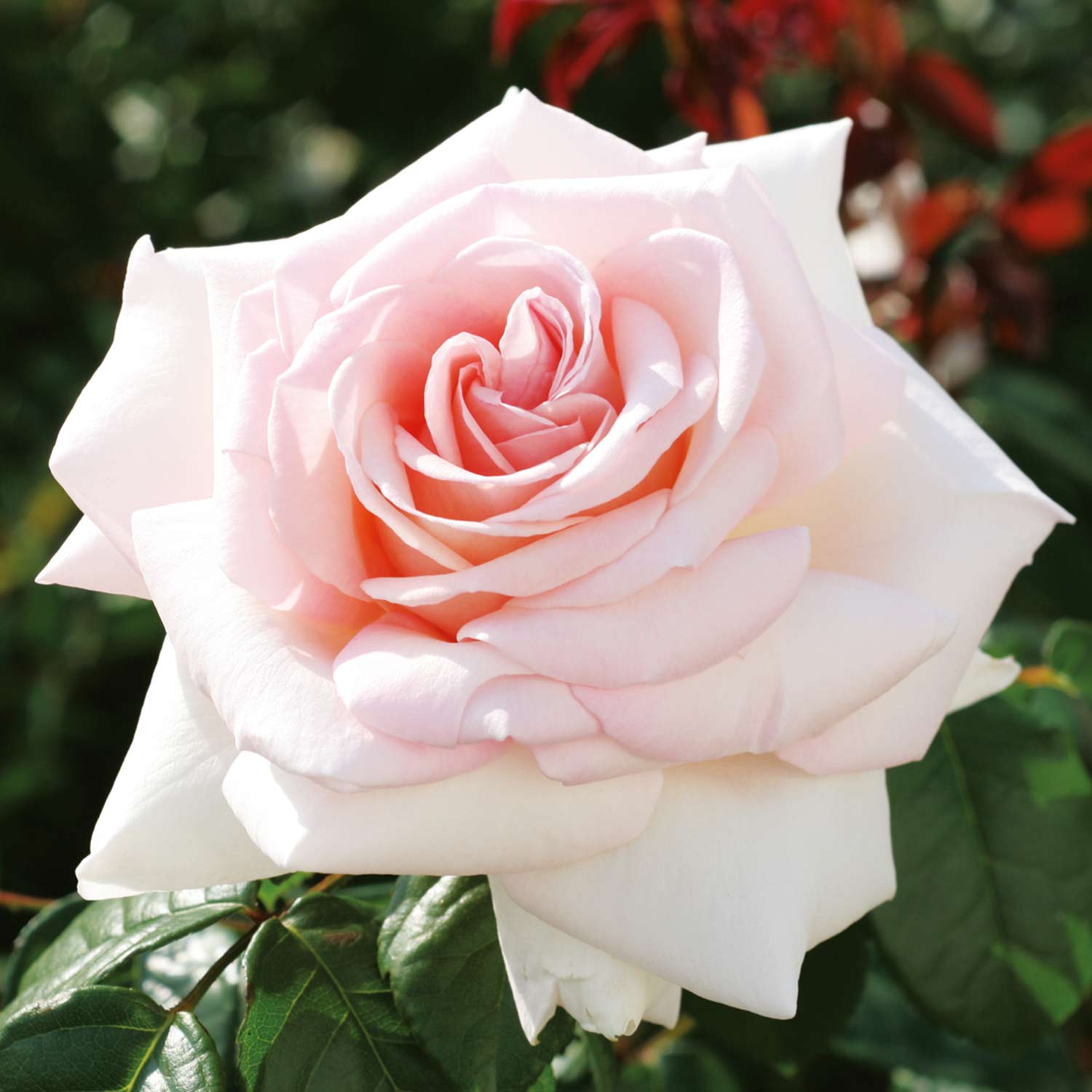 Edelrose 'Meilland® Schloss Ippenburg'