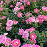 Bodendeckerrose 'Flirt 2011®'