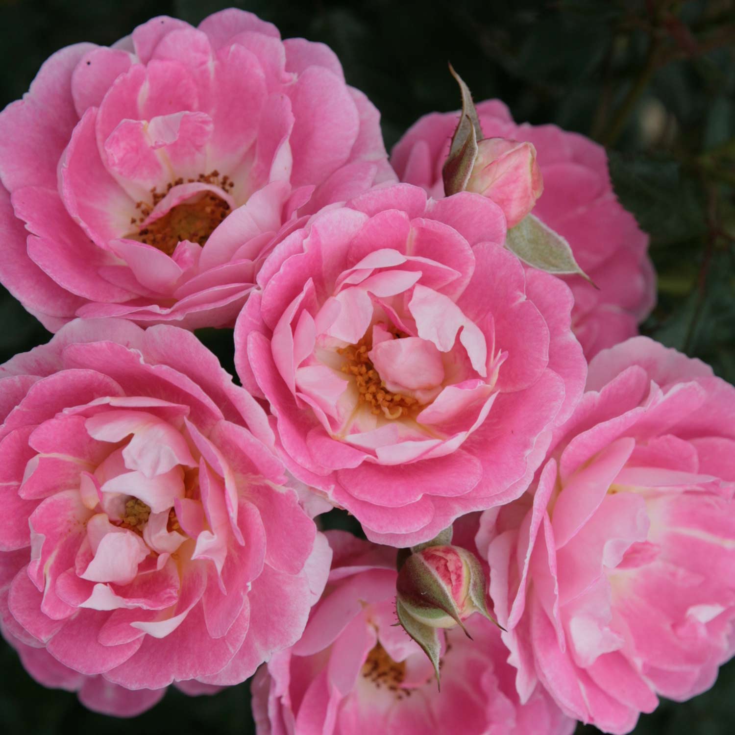 Bodendeckerrose 'Flirt 2011®'