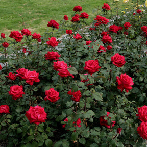 Edelrose 'Grande Amore®' - ADR-Rose