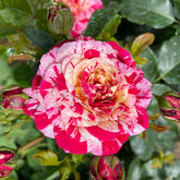 Duftende Malerrose 'Broceliande'