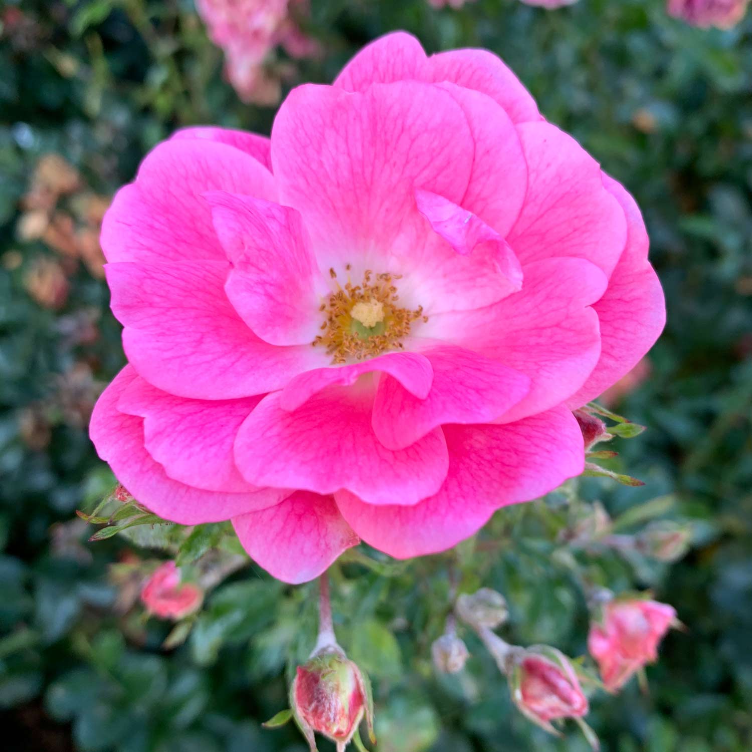 Bodendeckerrose 'Palmengarten Frankfurt®' - ADR-Rose