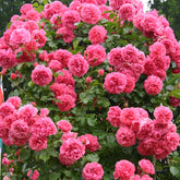 Kletterrose 'Rosarium Uetersen®'