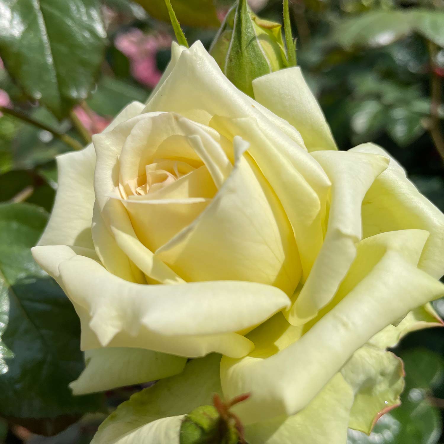 Kletterrose 'Elfe®'