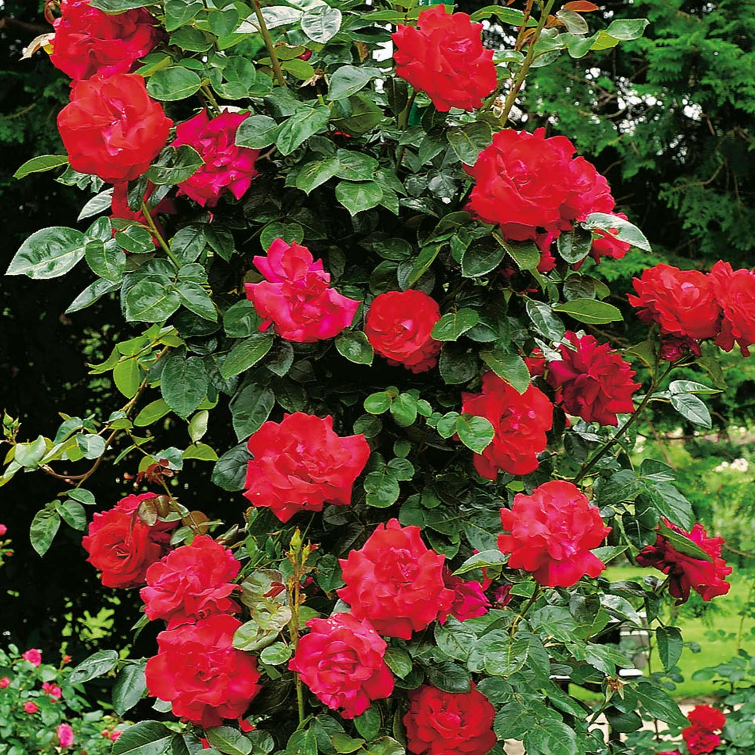 Kletterrose 'Santana®'