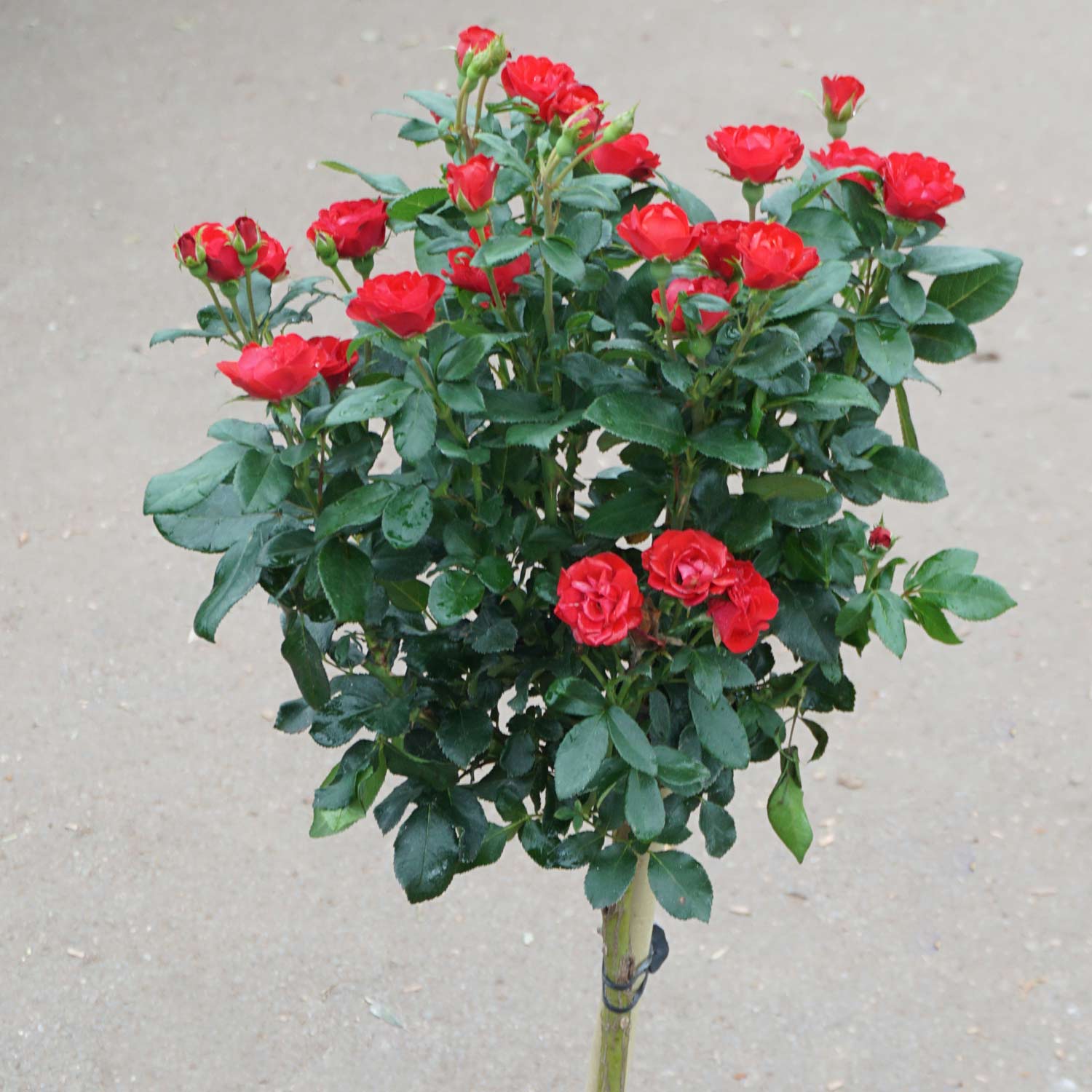 Topfrose 'Zepeti®' - 40cm Stamm