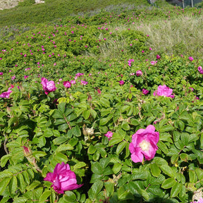 Hagebutte / Syltrose / Apfelrose