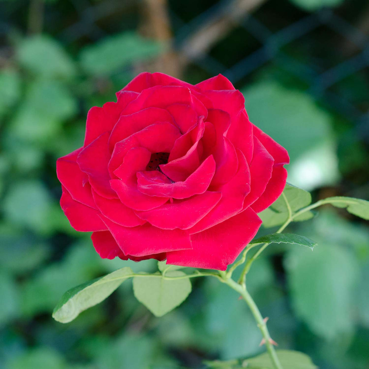 Bodendeckerrose 'Red the Fairy'