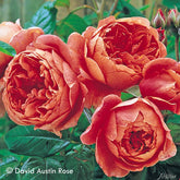 David Austin-Rose 'Summer Song®'