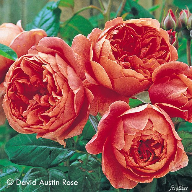 David Austin-Rose 'Summer Song®'