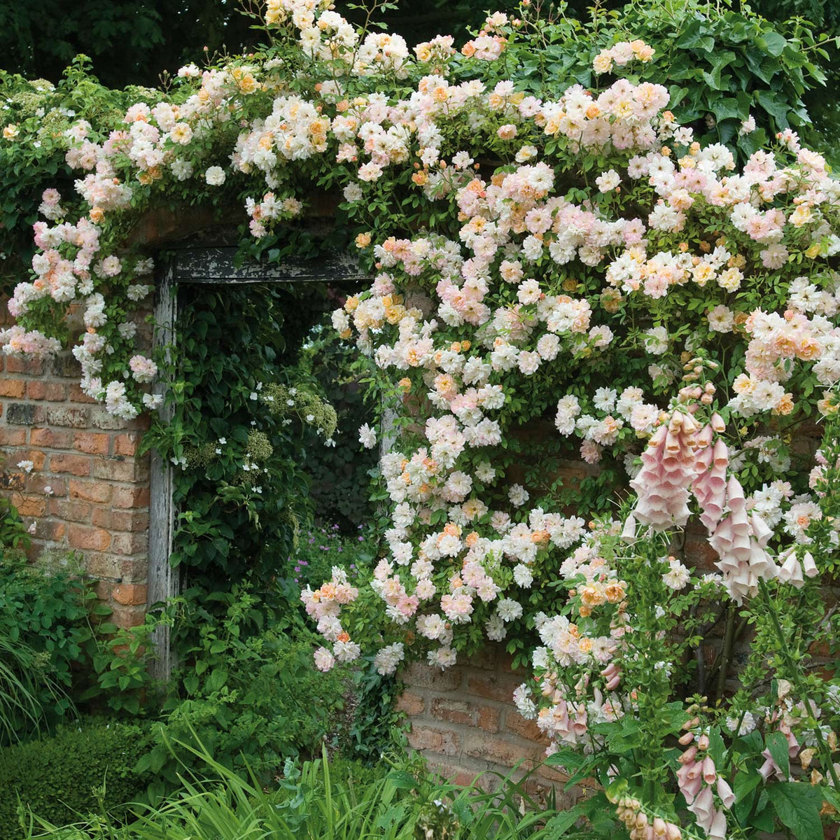 David Austin Ramblerrose 'Phyllis Bide'