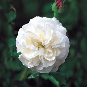 Nostalgische Rose 'Boule de Neige'