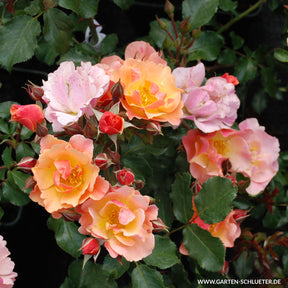 Bodendeckerrose 'Jazz®'