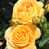 Edelrose 'Candlelight®'