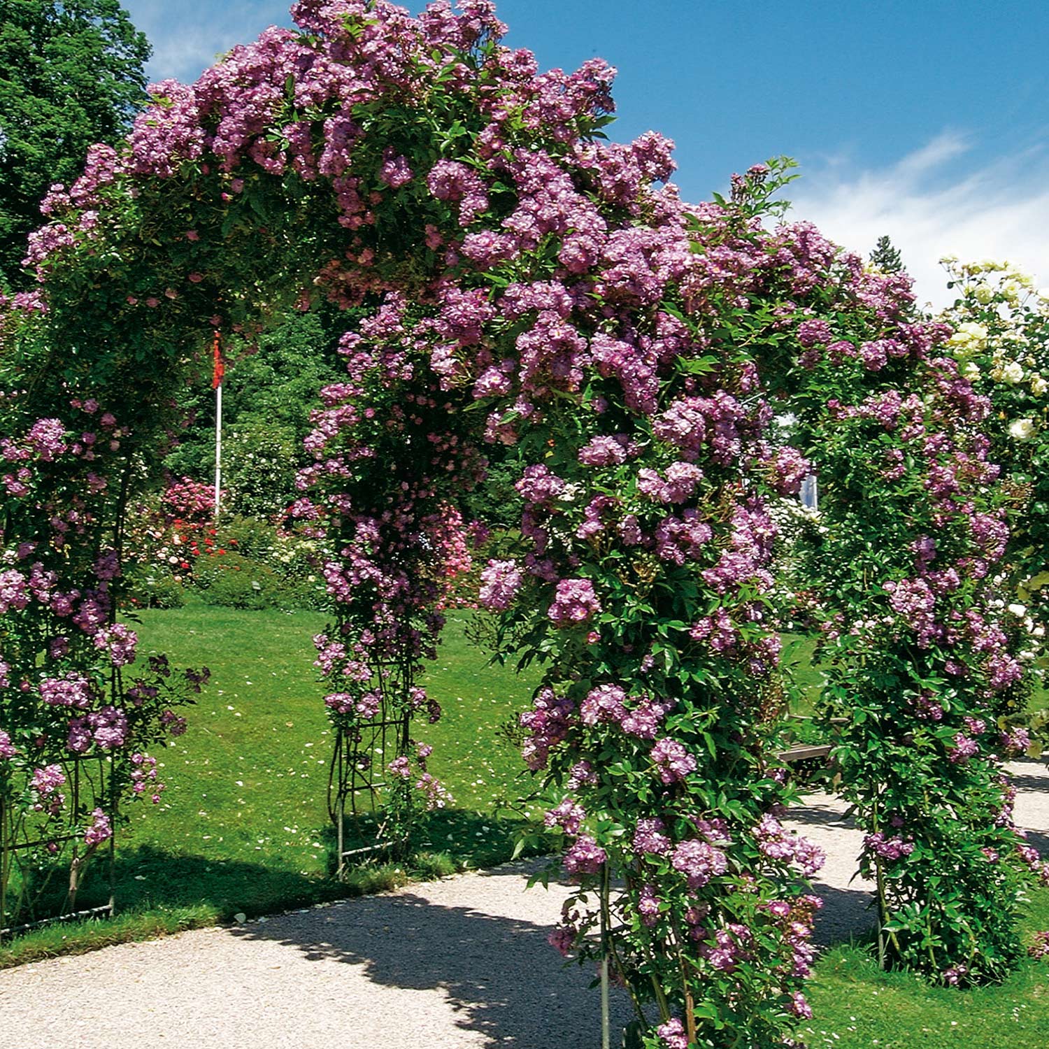 Ramblerrose 'Veilchenblau®'