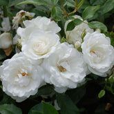 Strauchrose 'Schneewittchen®'