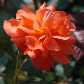 Strauchrose 'Westerland®'