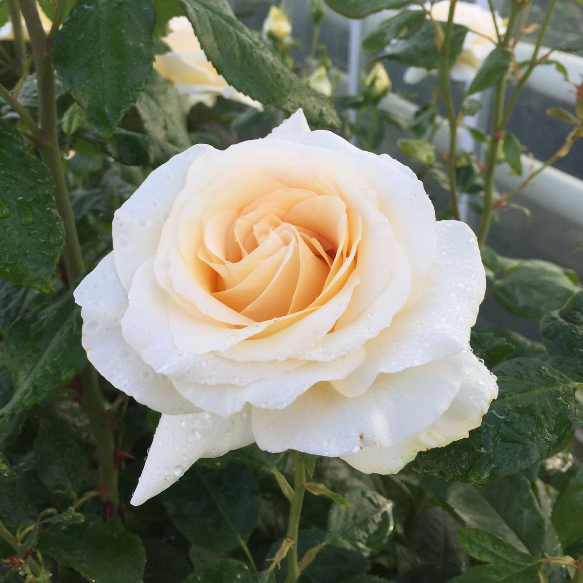 Duftrose NIRParfum® 'Anastasia®'