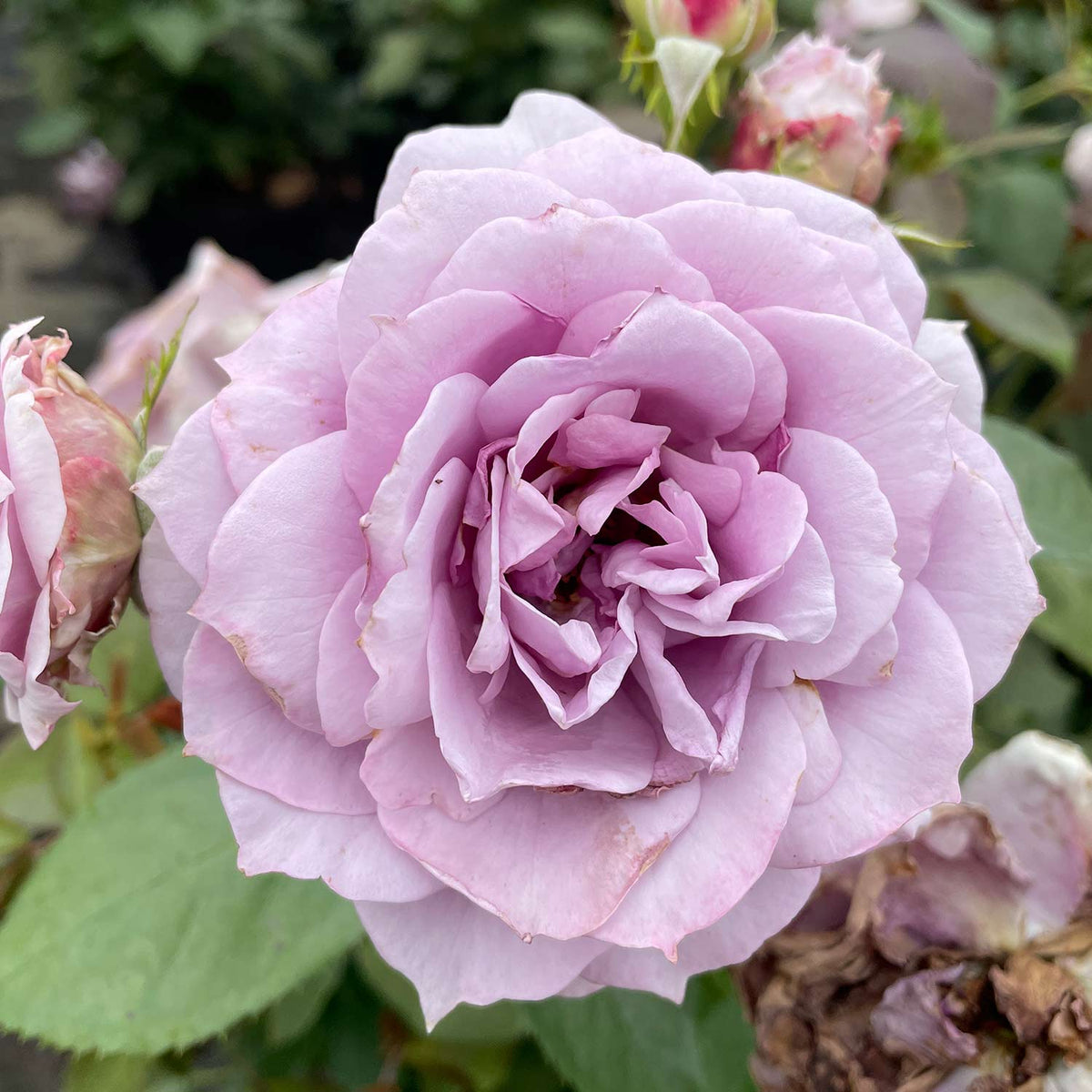 Nostalgische Rose 'Novalis®' - ADR Rose