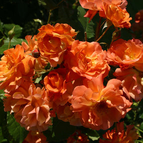 Strauchrose 'Westerland®'