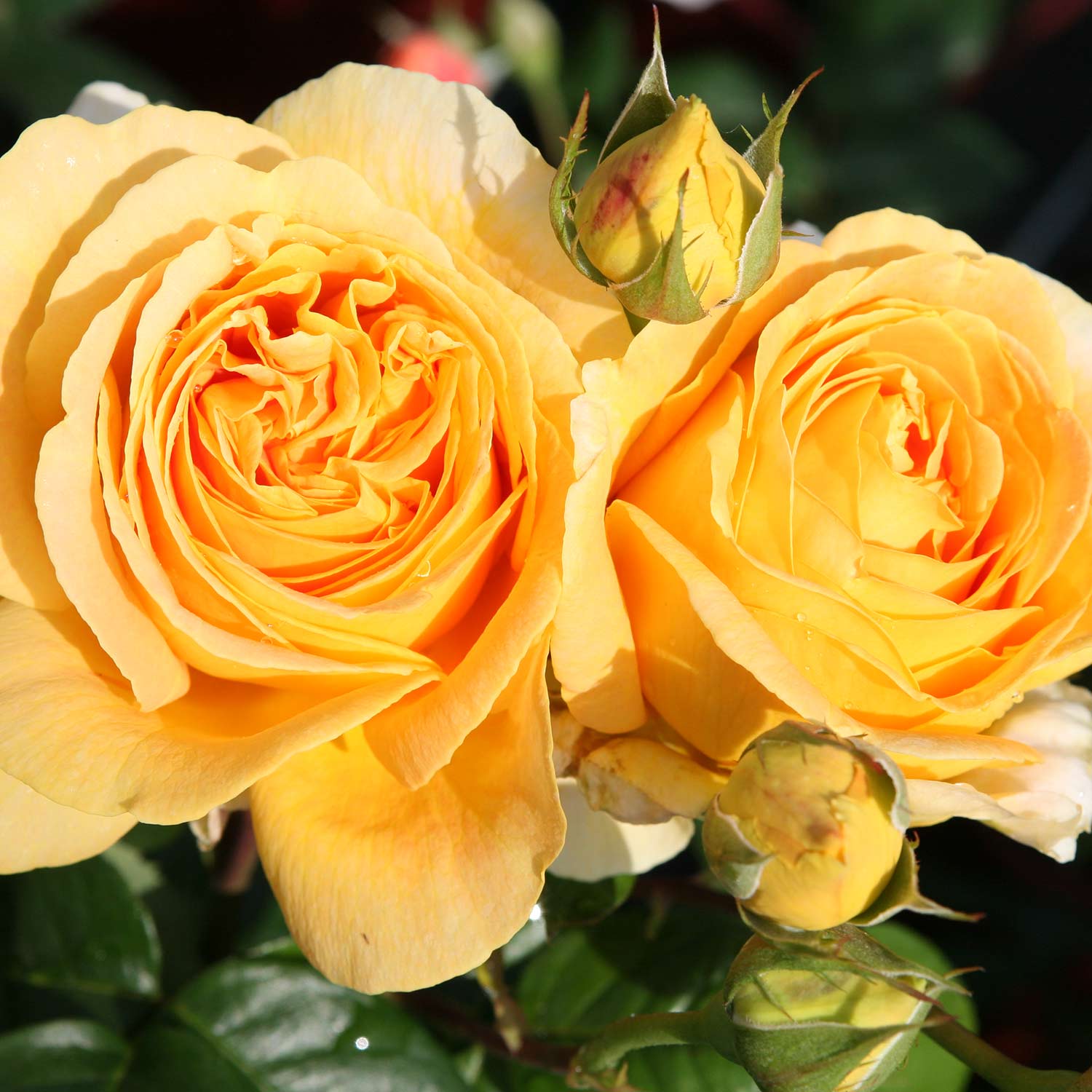 Edelrose 'Candlelight®'