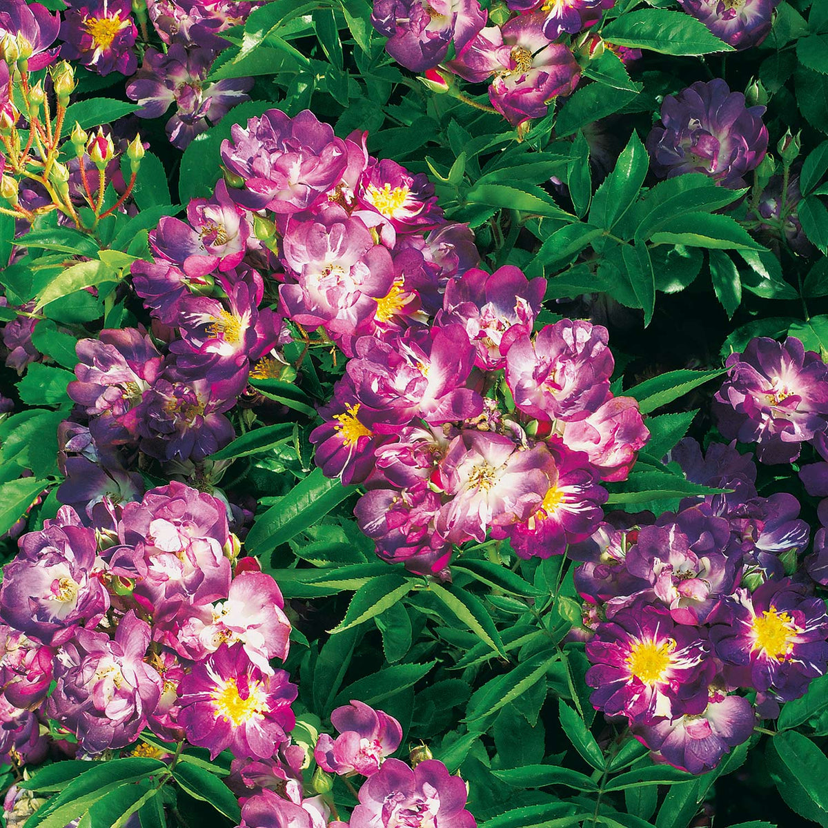 Ramblerrose 'Veilchenblau®'