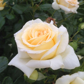 Duftrose NIRParfum® 'Anastasia®'